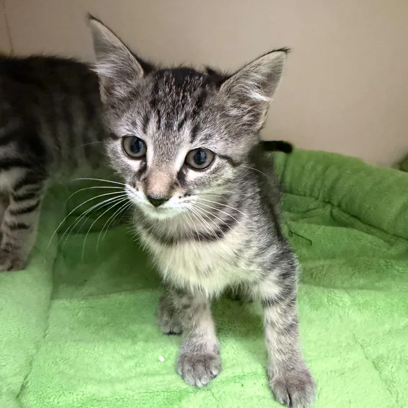 A baby small-sized female Tabby (Brown / Chocolate) Domestic Short Hair cat named Squeaky Clean for adoption in Cooperstown, NY