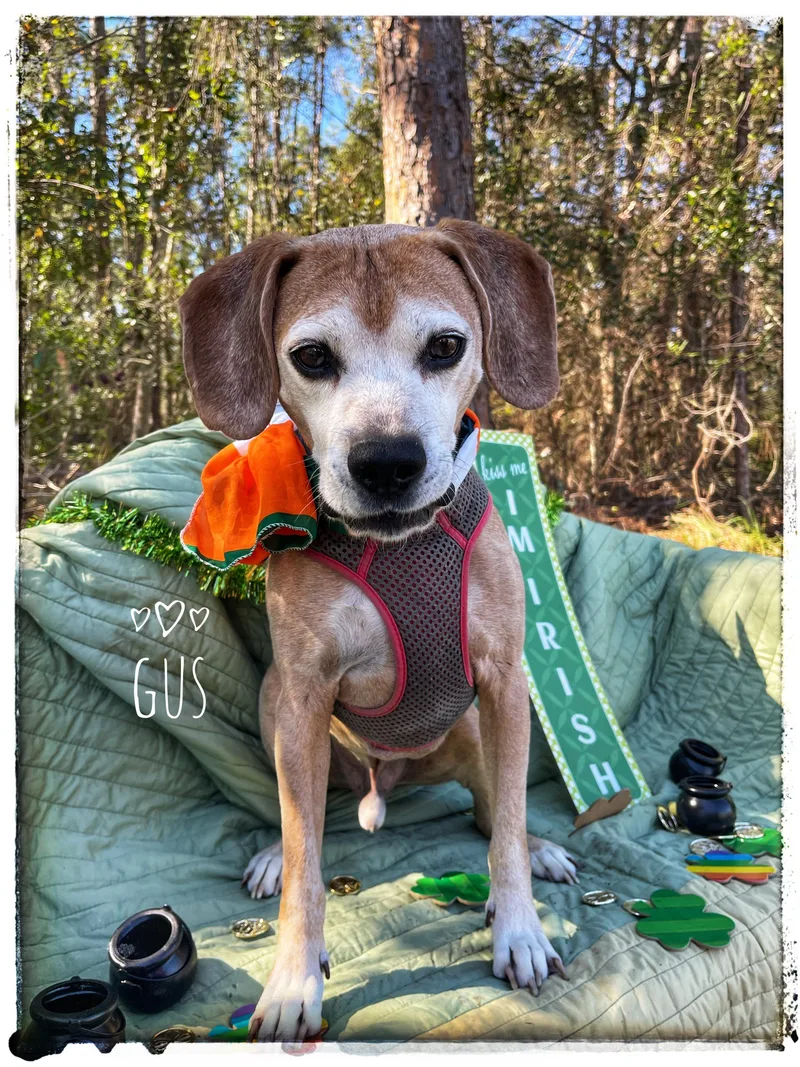 A senior medium-sized male Beagle dog named Gus for adoption in Sebring, FL