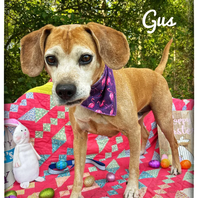 Gus thumbnail 4