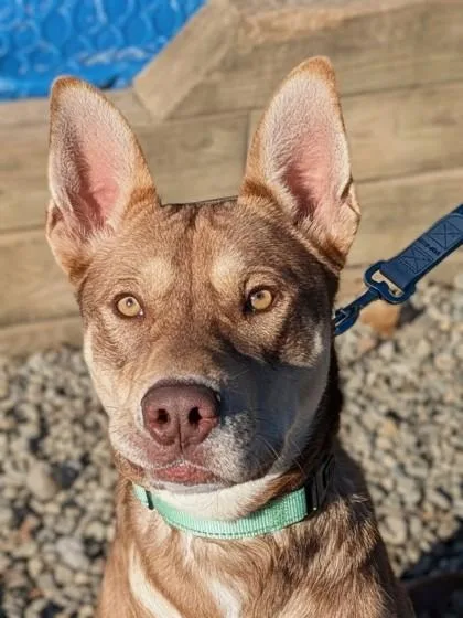 A young medium-sized male Siberian Husky dog named Hank for adoption in Bridgewater, NJ