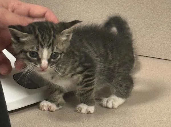 A baby small-sized female Domestic Short Hair cat named Laundry for adoption in Salisbury, MD