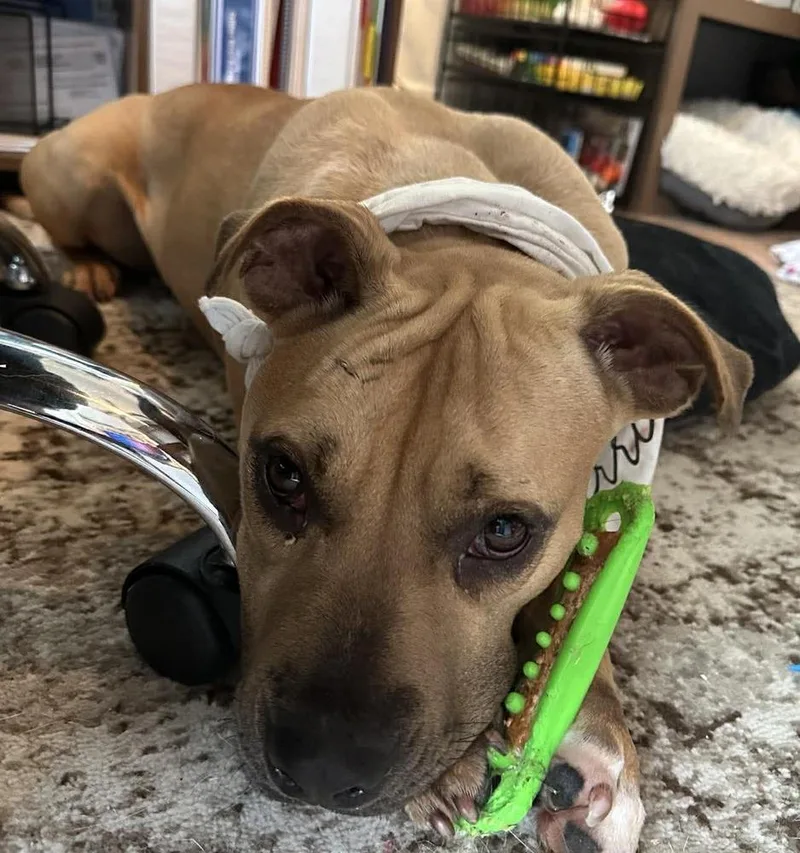 A young large-sized female Brown / Chocolate Mixed Breed dog named Alamo for adoption in Scott, LA