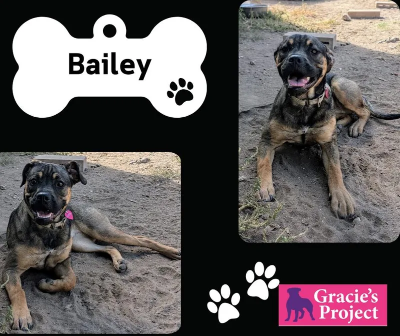 A young medium-sized female Boxer dog named Bailey for adoption in Canyon, TX