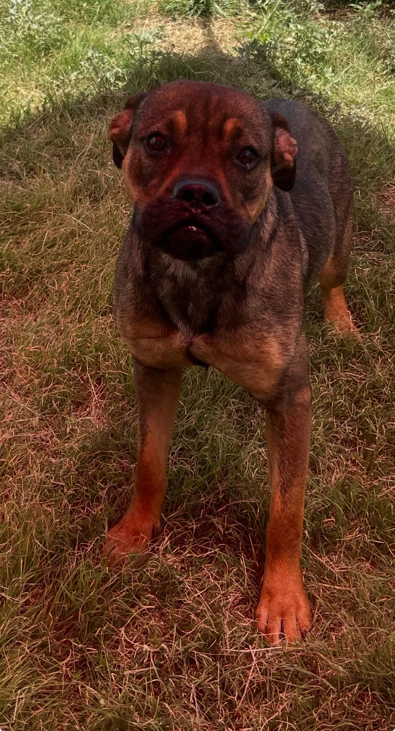 Bailey thumbnail 3