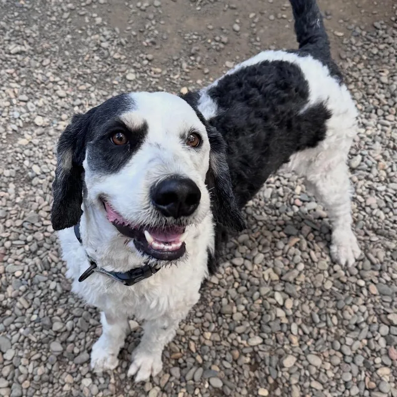An adult medium-sized male Black Bernese Mountain Dog dog named Mater for adoption in Salem, OR