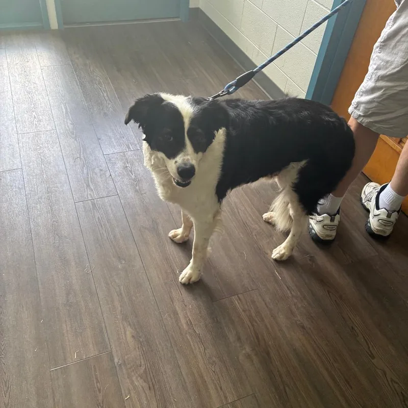 An adult medium-sized male Black Mixed Breed dog named Ben for adoption in Danville, KY