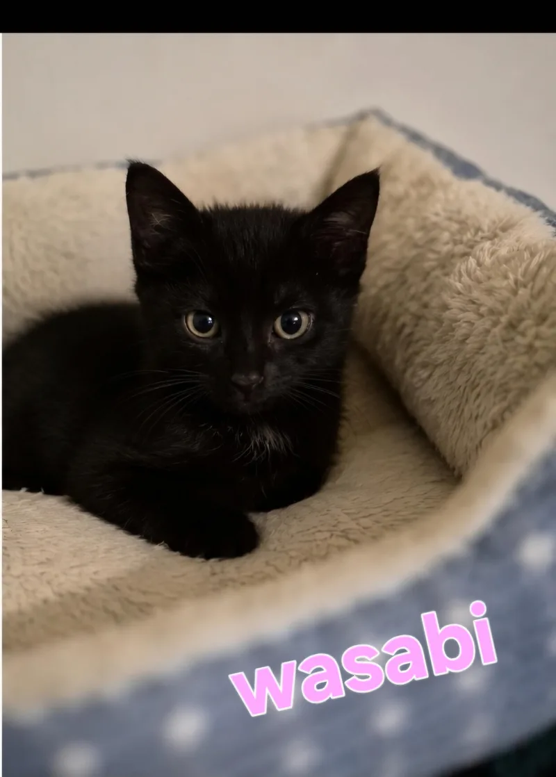 A baby small-sized female Domestic Medium Hair cat named Wasabi for adoption in Lynchburg, TN