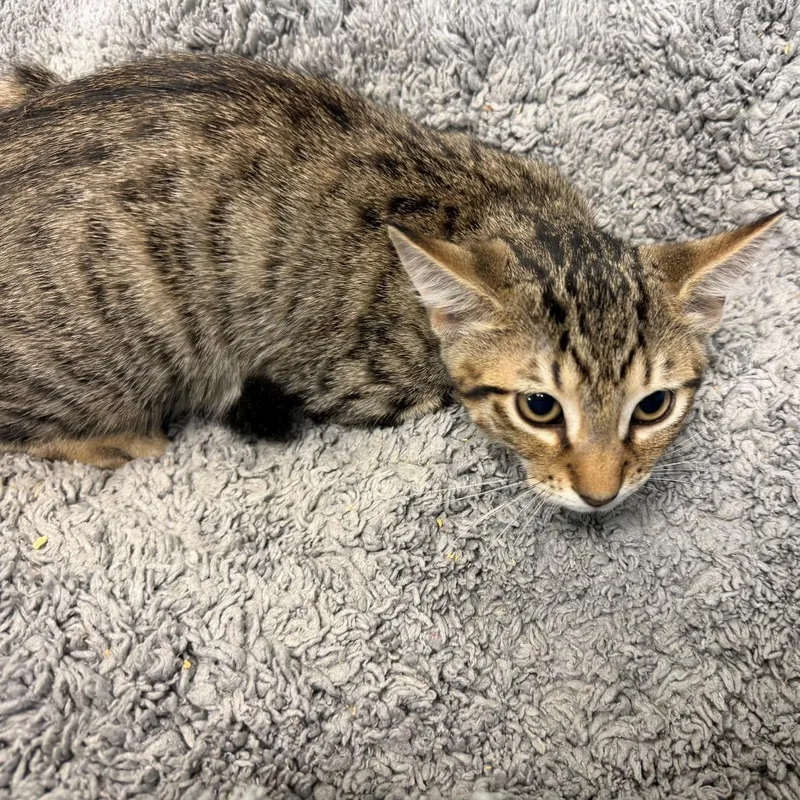 A baby small-sized male Brown / Chocolate Domestic Short Hair cat named July for adoption in Brookfield, WI