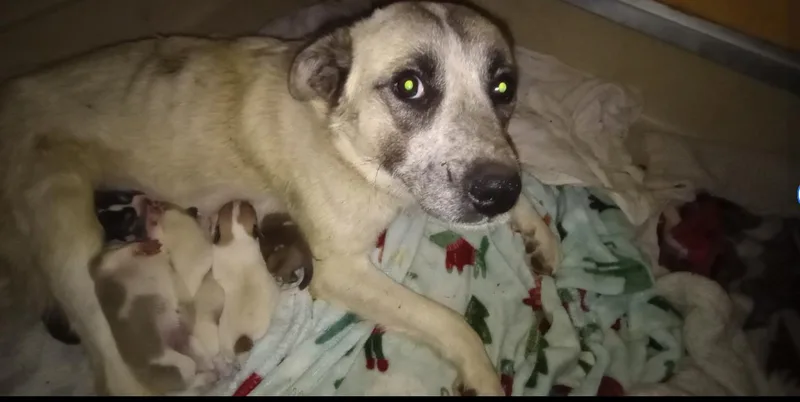 A baby medium-sized female Apricot / Beige Akbash dog named Girl Comanche for adoption in San Luis, CO