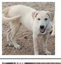 Girl Comanche thumbnail 2