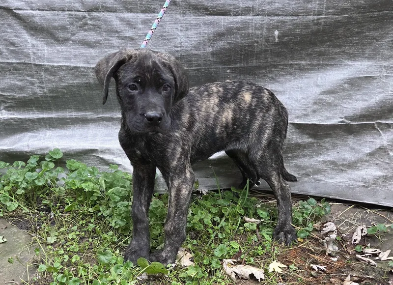 A baby large-sized male Mastiff dog named Brutus for adoption in Woodsfield, OH