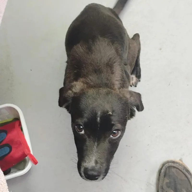 A young small-sized female Black Mixed Breed dog named Blair for adoption in Duncan, OK