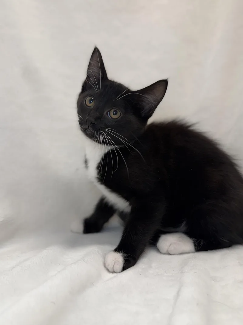 A baby medium-sized female Black & White / Tuxedo Domestic Short Hair cat named Cara for adoption in Greensboro, NC