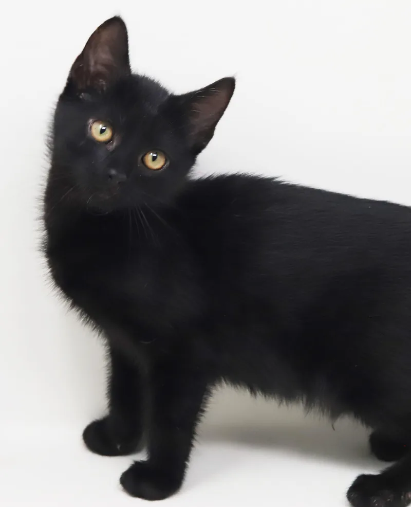 A baby small-sized male Black Bombay cat named Captain is a FLOOFY for adoption in Bedford Hills, NY