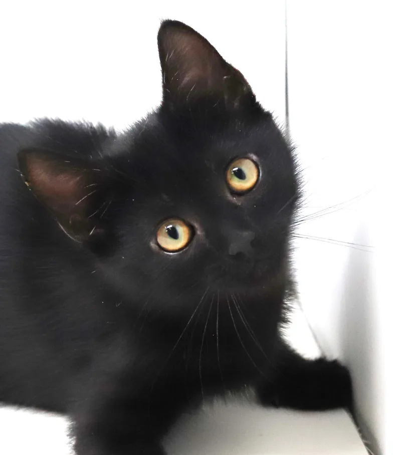 Captain is a FLOOFY thumbnail 2