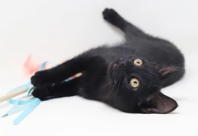 Captain is a FLOOFY thumbnail 5