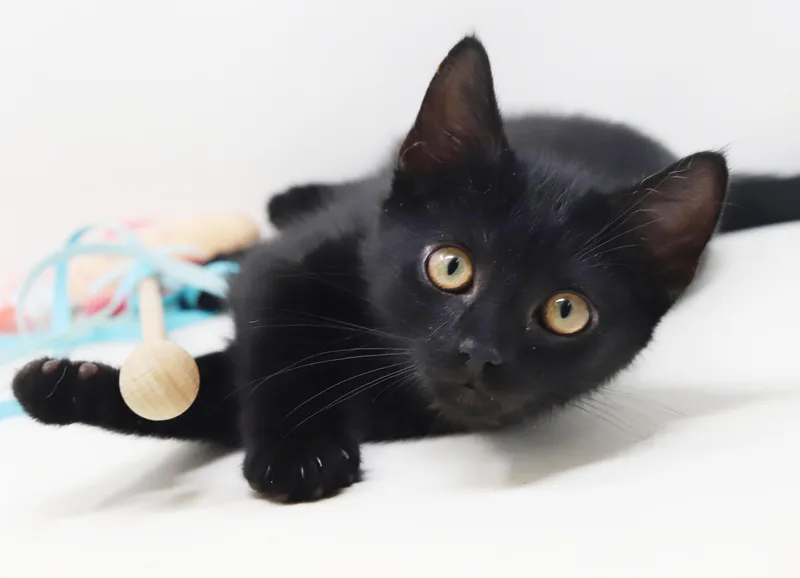 Captain is a FLOOFY thumbnail 6