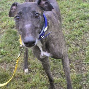 An adult large-sized male Greyhound dog named Tf'S Joeandwater for adoption in grandville, MI