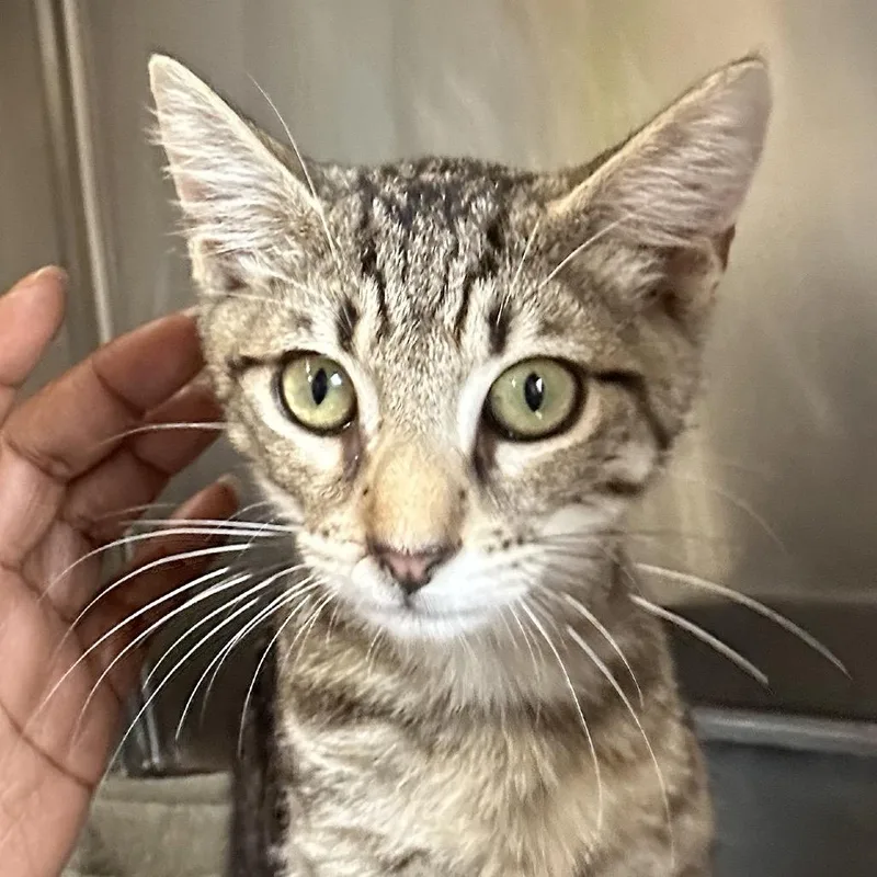 A baby small-sized male Gray / Blue / Silver Domestic Short Hair cat named Yogi for adoption in Starkville, MS