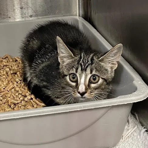 A baby small-sized female Brown / Chocolate Domestic Short Hair cat named Daisy for adoption in Port Charlotte, FL