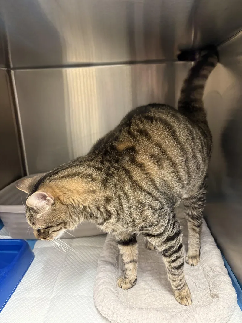 An adult extra large-sized male Tabby (Buff / Tan / Fawn) Domestic Short Hair cat named Tiggie for adoption in Ashland, VA