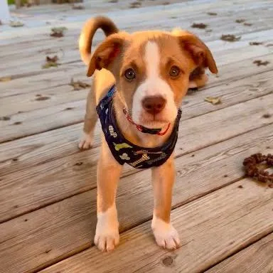 A baby small-sized male Yellow / Tan / Blond / Fawn Bernese Mountain Dog dog named Ray for adoption in Winston Salem, NC