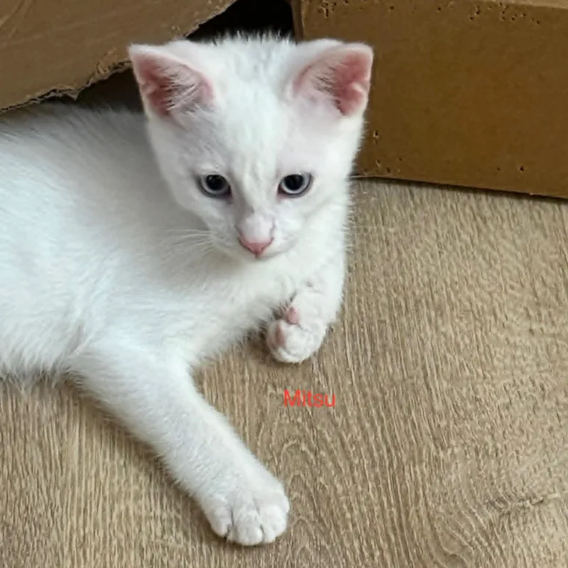 A baby small-sized male White Domestic Short Hair cat named Mitzu for adoption in Antioch, CA