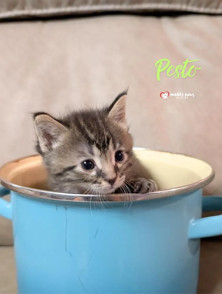 A baby small-sized male Domestic Short Hair cat named Secret Ingredients: Pesto for adoption in Council Bluffs, IA