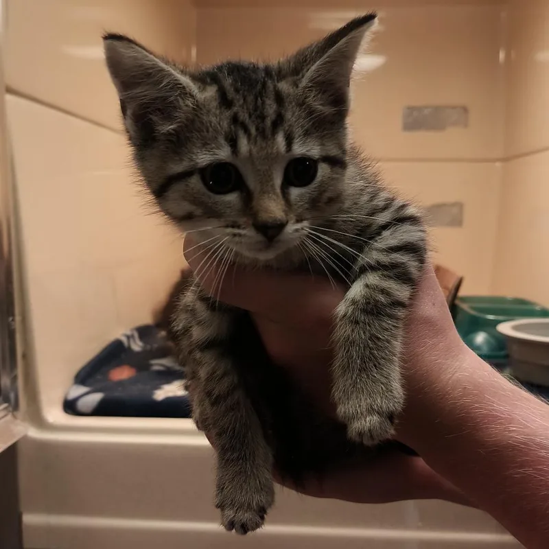 A baby small-sized male Buff / Tan / Fawn Domestic Short Hair cat named Plankton for adoption in Beckley, WV