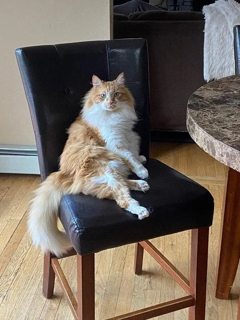 A senior medium-sized male Domestic Long Hair cat named Toby for adoption in Rockaway, NJ
