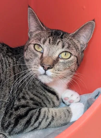 An adult large-sized male Domestic Short Hair cat named Hmmmm for adoption in Mason, MI