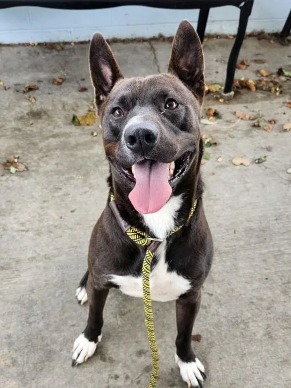 A young medium-sized male German Shepherd Dog dog named Dishwater Boggett for adoption in Roanoke, VA