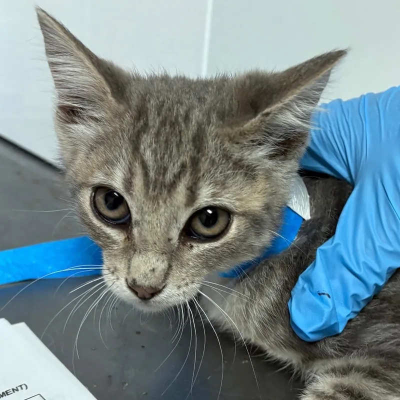 A baby small-sized male Brown / Chocolate Domestic Short Hair cat named Pluto for adoption in Yuma, AZ