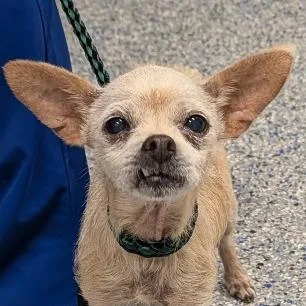 A senior small-sized female Yellow / Tan / Blond / Fawn Mixed Breed dog named Sabrina for adoption in Greenville, SC