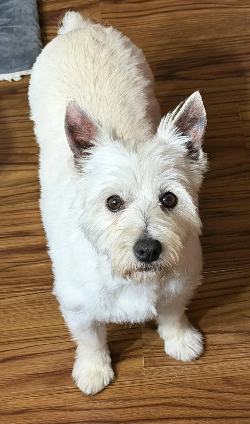 An adult small-sized female West Highland White Terrier / Westie dog named Faye for adoption in Sioux Falls, SD