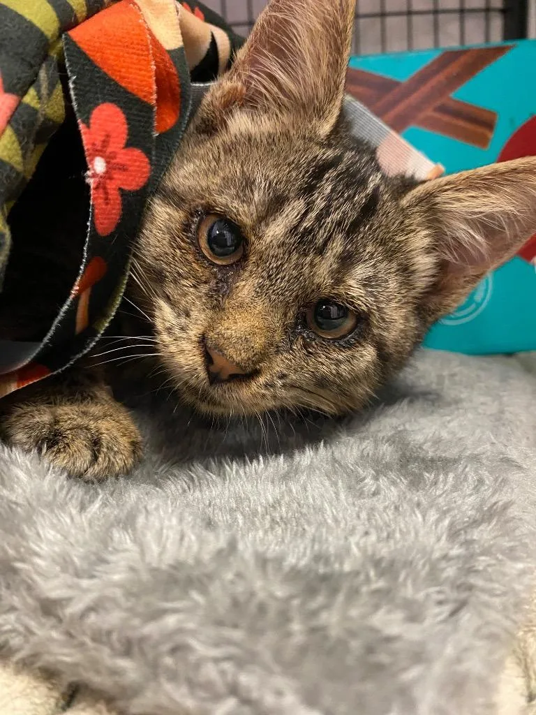 A baby small-sized male Domestic Short Hair cat named Goop for adoption in New Braunfels, TX