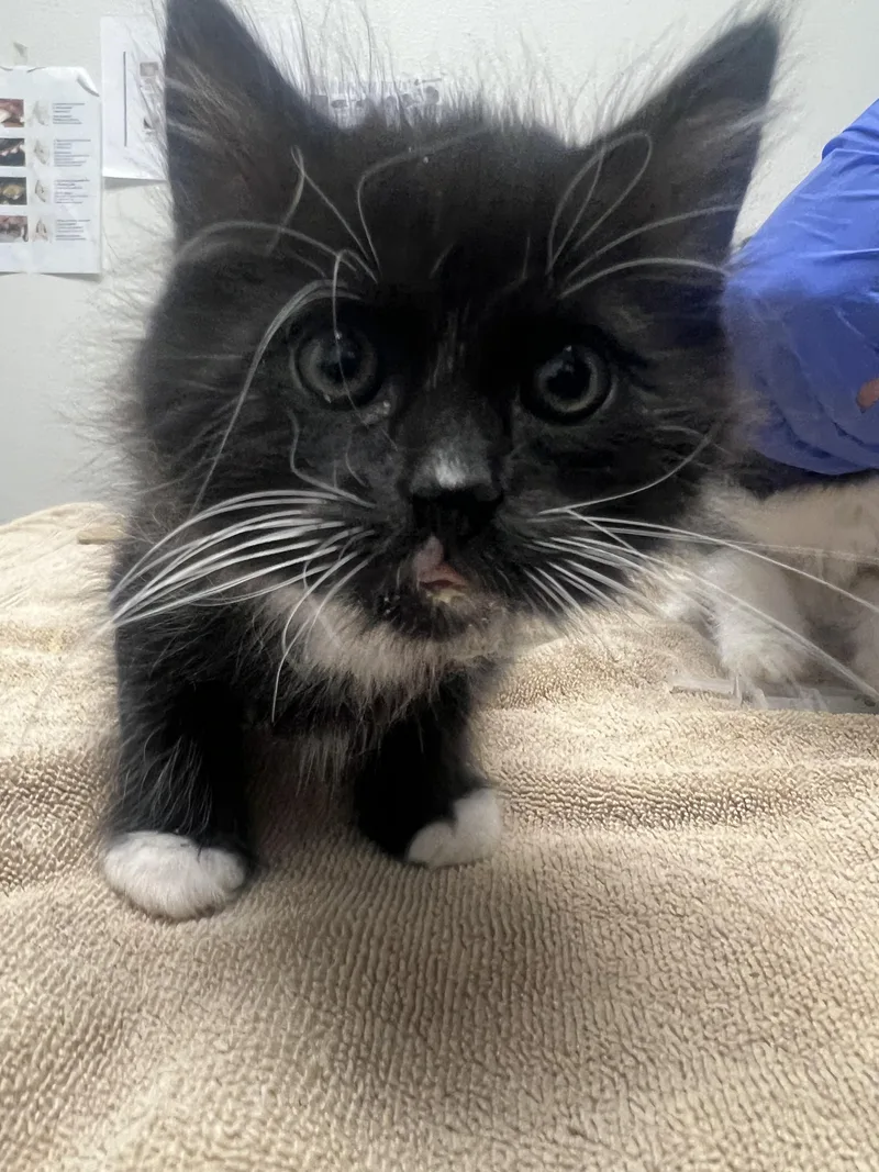 A baby small-sized male Domestic Long Hair cat named Ken for adoption in Chico, CA