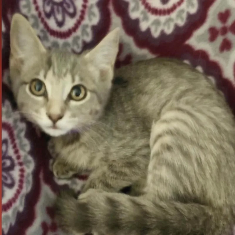 A baby medium-sized female Tabby (Gray / Blue / Silver) Domestic Short Hair cat named Simone for adoption in Parma, OH