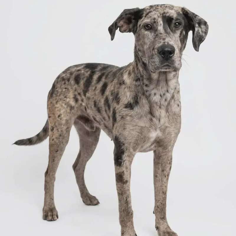 A young extra large-sized male White / Cream Great Dane dog named Hagrid for adoption in Fairfax Station, VA