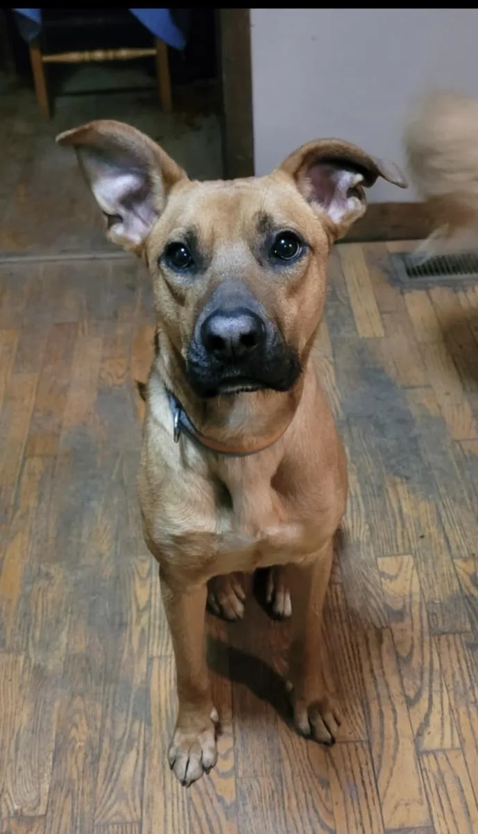 A young medium-sized male Brown / Chocolate Shepherd dog named Axel for adoption in Ashland, OH