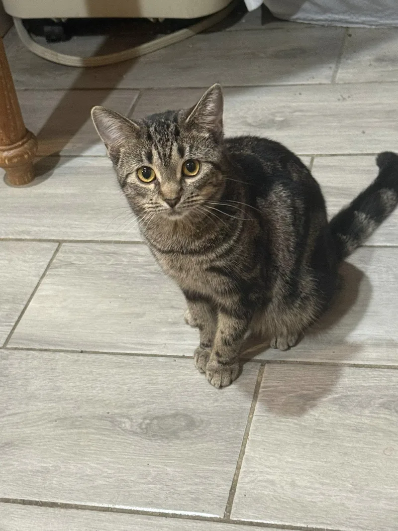 Buttercup thumbnail 2