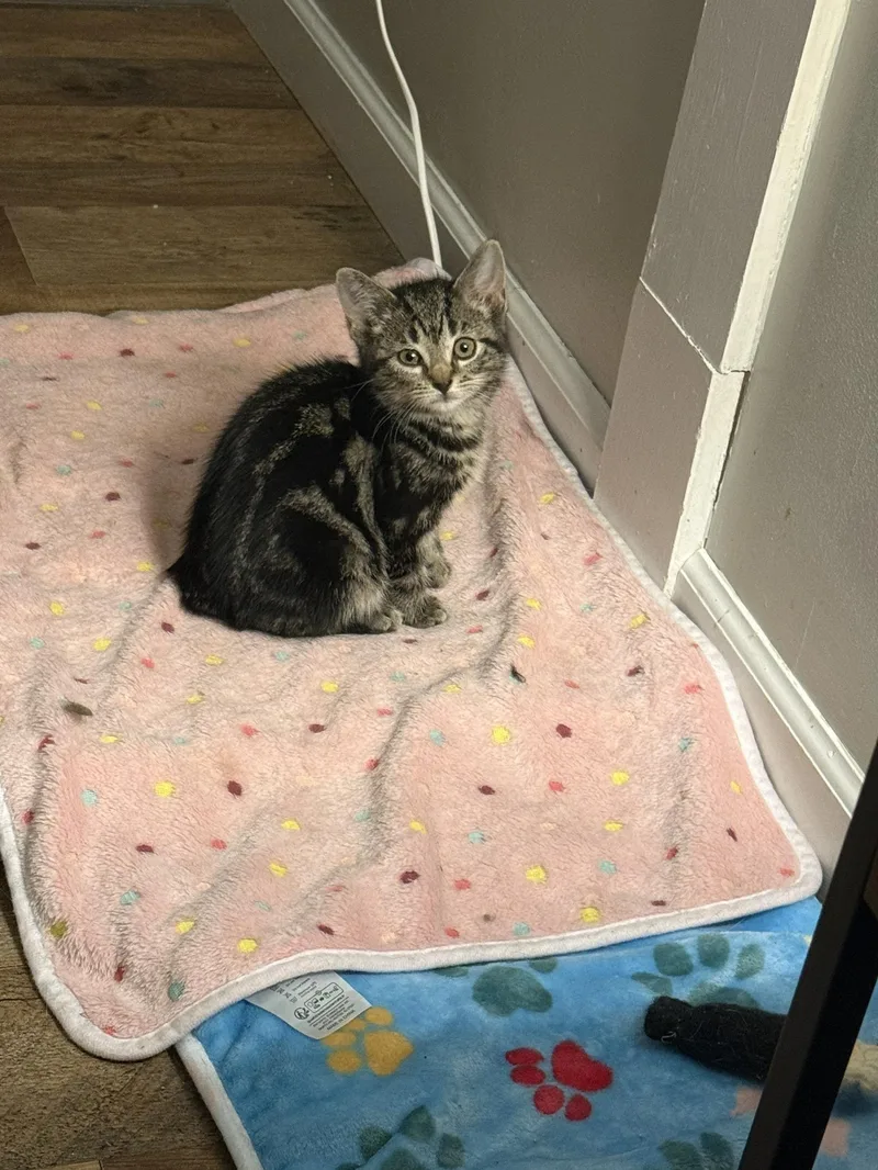 Buttercup thumbnail 6