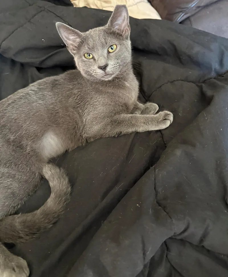 A baby medium-sized female Gray / Blue / Silver Domestic Short Hair cat named Holly Porter for adoption in Philadelphia, PA