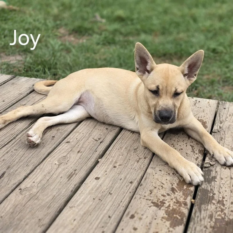 Joy thumbnail 2