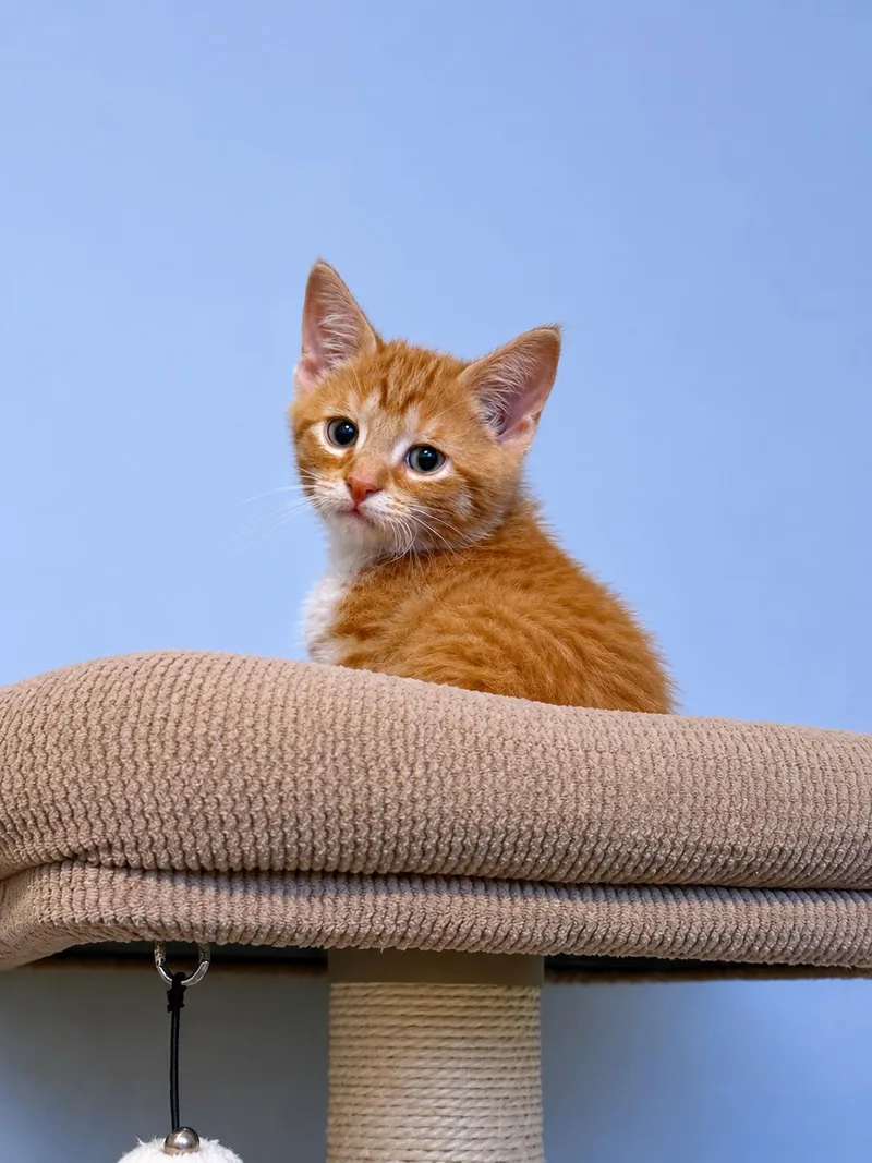 A baby medium-sized male Orange & White Domestic Short Hair cat named Sunkist for adoption in Stewartsville, NJ