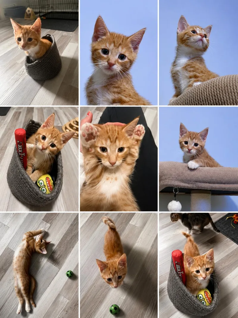 Sunkist thumbnail 2