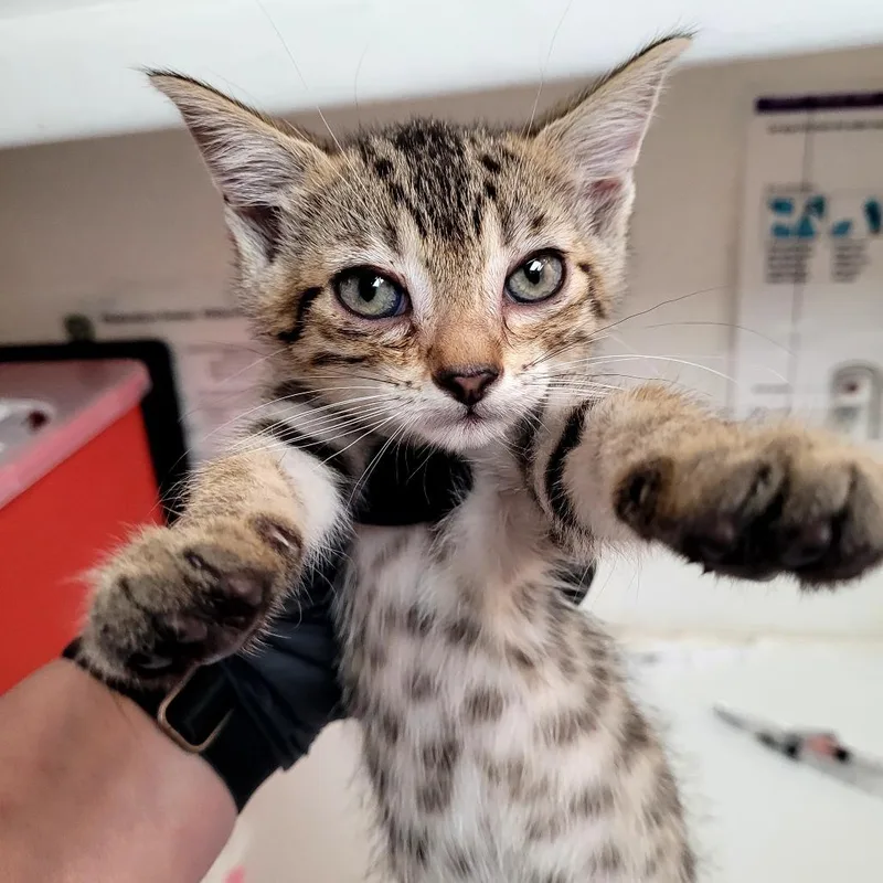 A baby small-sized female Domestic Short Hair cat named Starfire for adoption in Allyn, WA