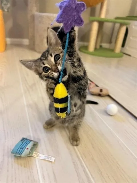 A baby small-sized female Domestic Short Hair cat named Jalapeno for adoption in Statesville, NC