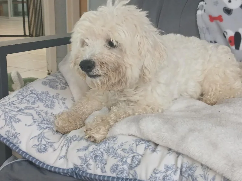 An adult small-sized male Maltese dog named Kylo for adoption in Fort Worth, TX