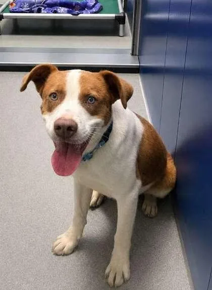 An adult large-sized male Mixed Breed dog named Thomas for adoption in Beatrice, NE